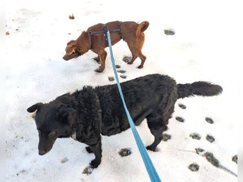 CAPPUCCINO ist auf der Suche nach Liebe 