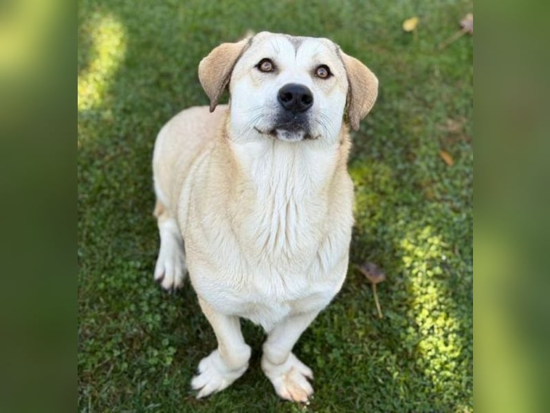 ZEYNA ist eine fürsorgliche Hundedame