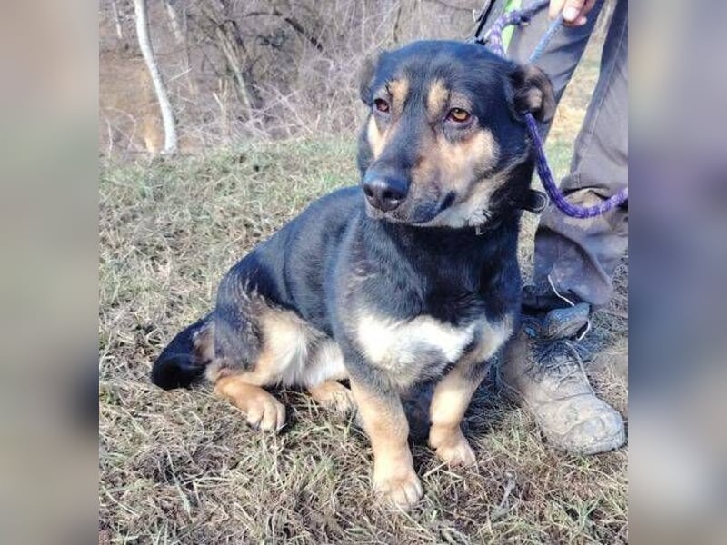 MAVIS braucht dringend Hilfe