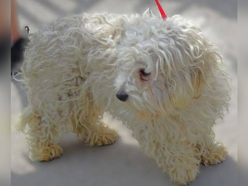 Theo, kleiner Kerl in großer Gefahr