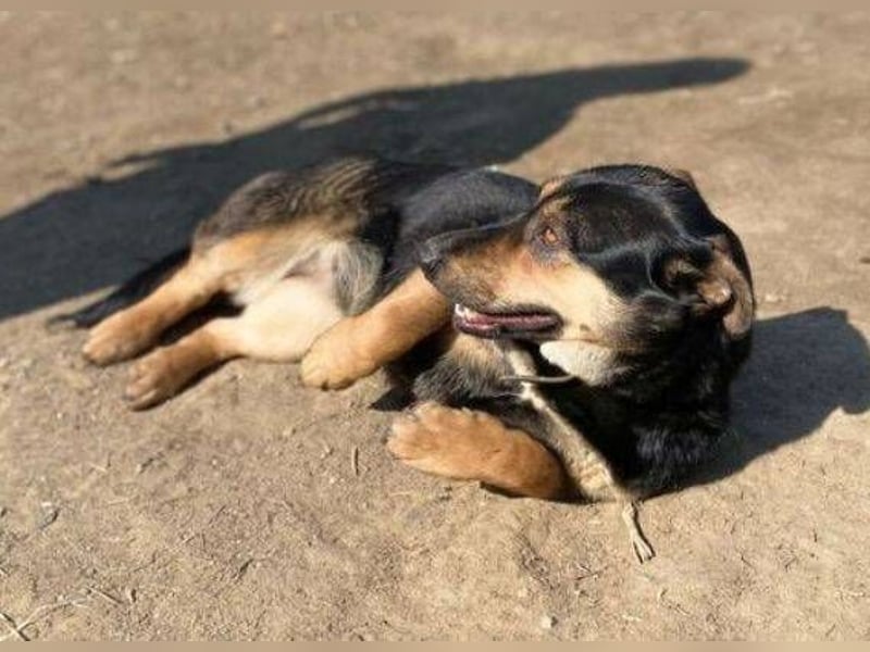 MAVIS braucht dringend Hilfe