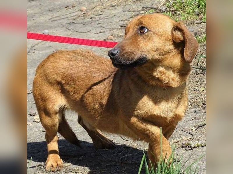 PASHA ist ein kleiner Schatz