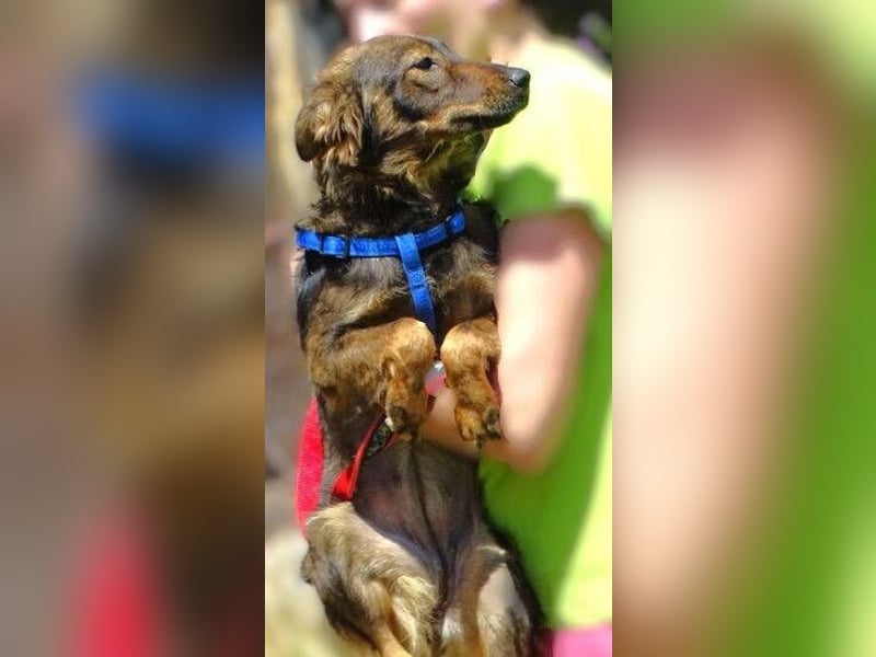 MIMI ist ein niedliches kleines Hundeherzchen
