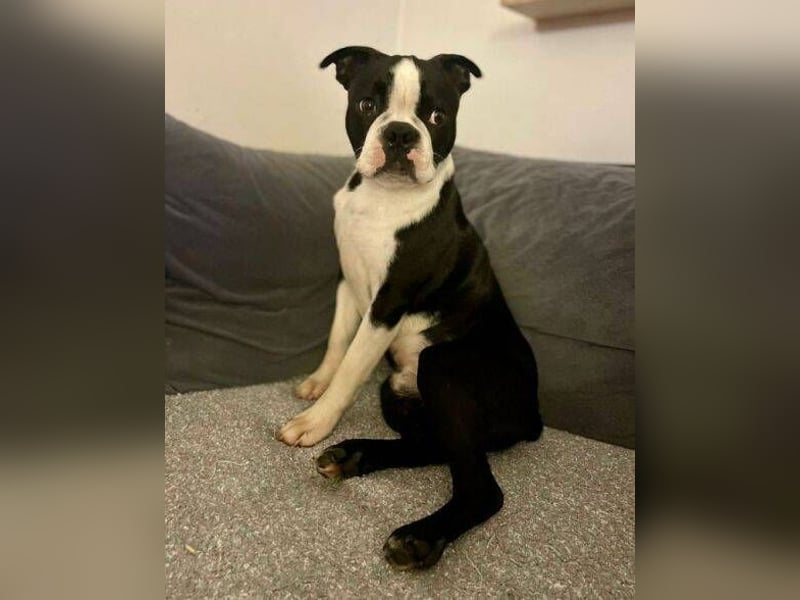 BINGO irrte einsam und verlassen umher