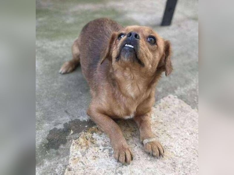 ELLIE ,winziges Hündchen braucht Hilfe