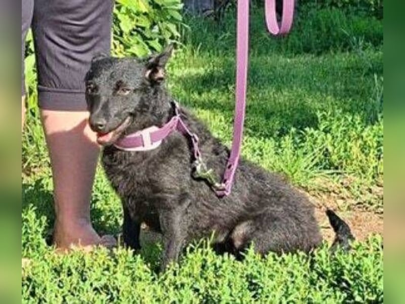 KALA