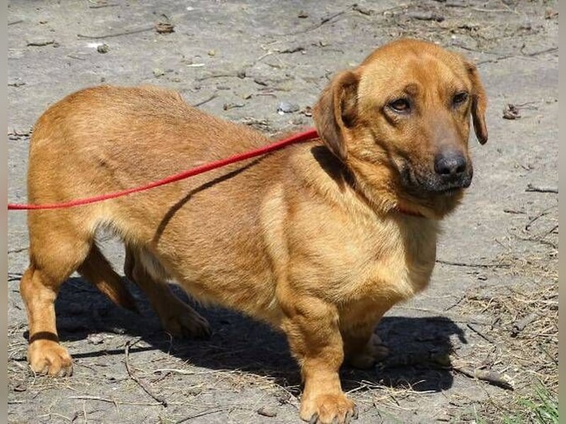 PASHA ist ein kleiner Schatz