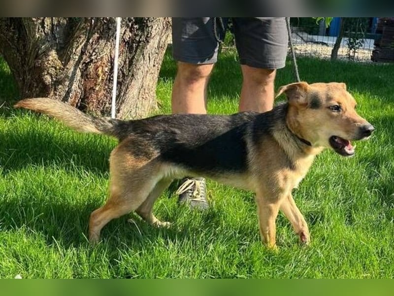 BENNY 2 ist ein aufgeschlossener, lieber Kerl