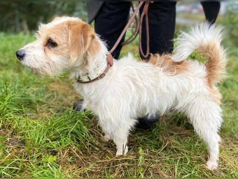 JOEY 2 wünscht sich sehnlichst ein Zuhause JOEY 2 wünscht sich sehnlichst ein Zuhause