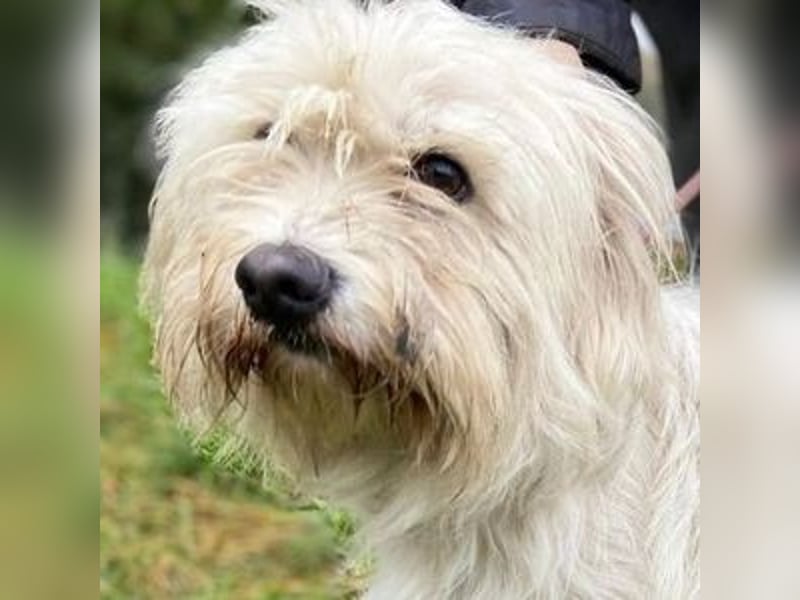 JOEY ist ein süßes Wuschelchen JOEY ist ein süßes Wuschelchen