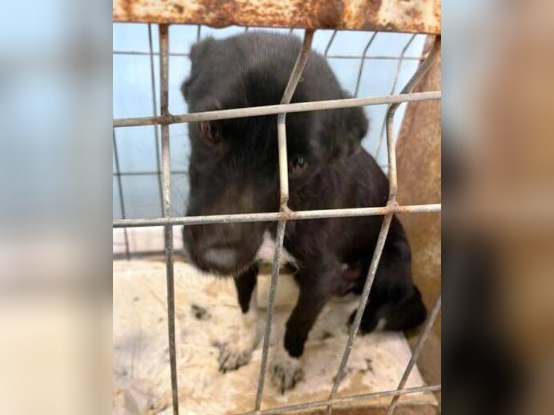 PAMINA bettelt um Hilfe