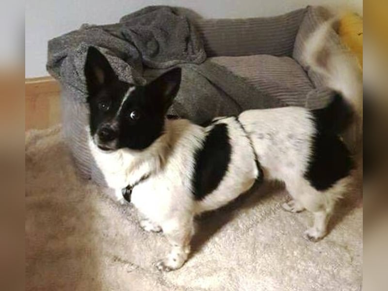 HOSHI hofft auf ein liebevolles Zuhause