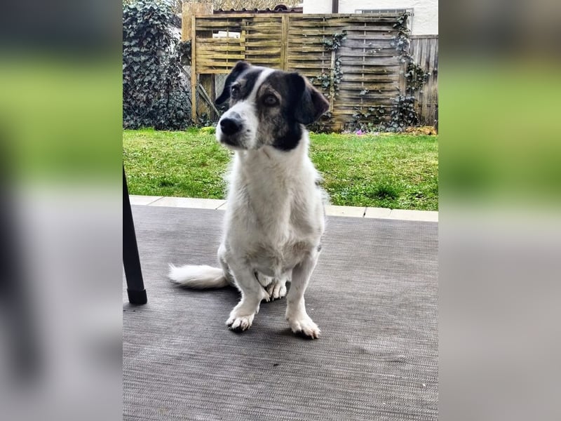 HENRY ist ein ruhiger Junge