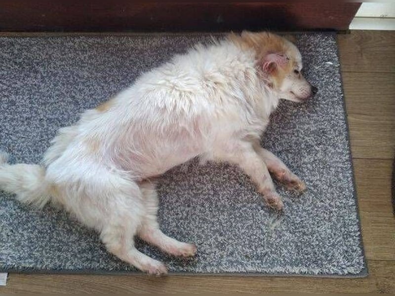 TALVI ist eine süße Hundedame