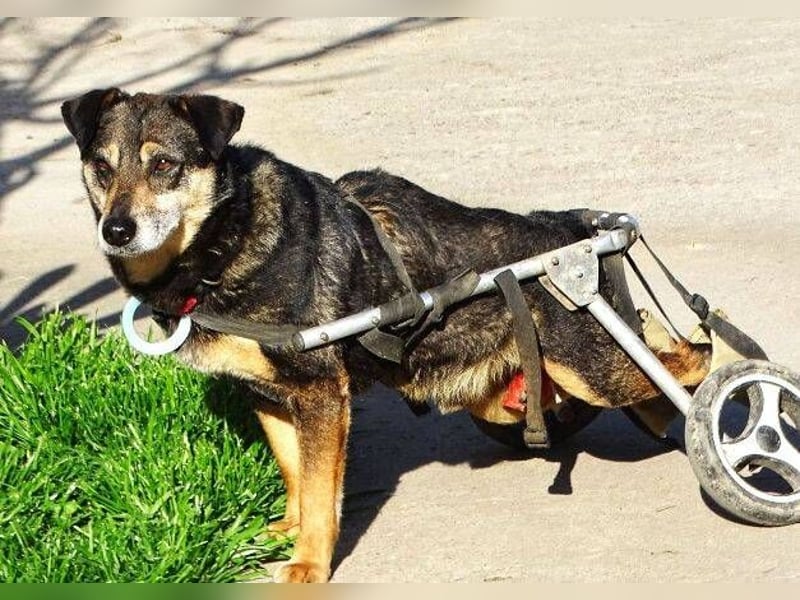 JACKY sucht Menschen mit großem Herzen ❤️