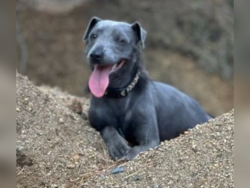 CONNIE ein Hundekind sucht seine Menschen