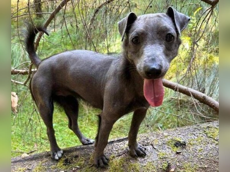 CONNIE ein Hundekind sucht seine Menschen