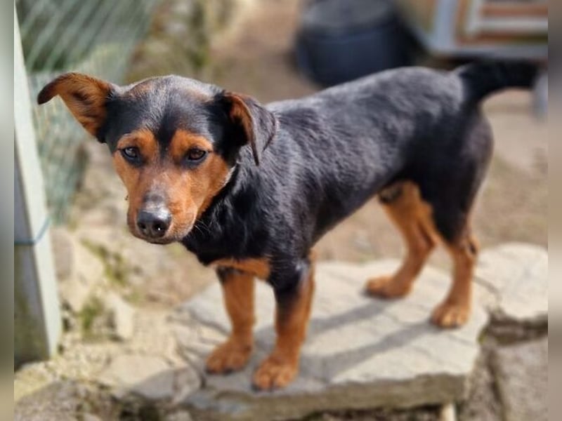 FLOCKY ist der Liebling aller