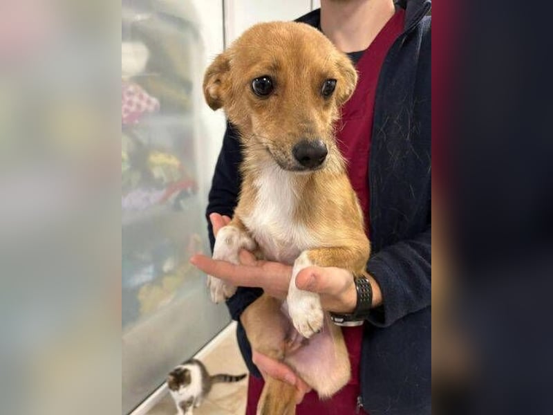 CINDY musste sich ohne Hilfe durchschlagen