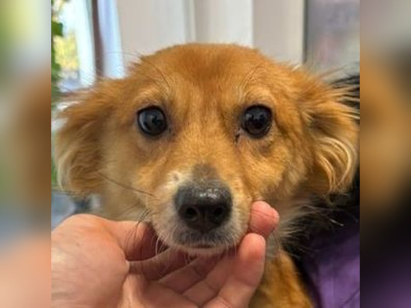 TESSY schwebt in Lebensgefahr