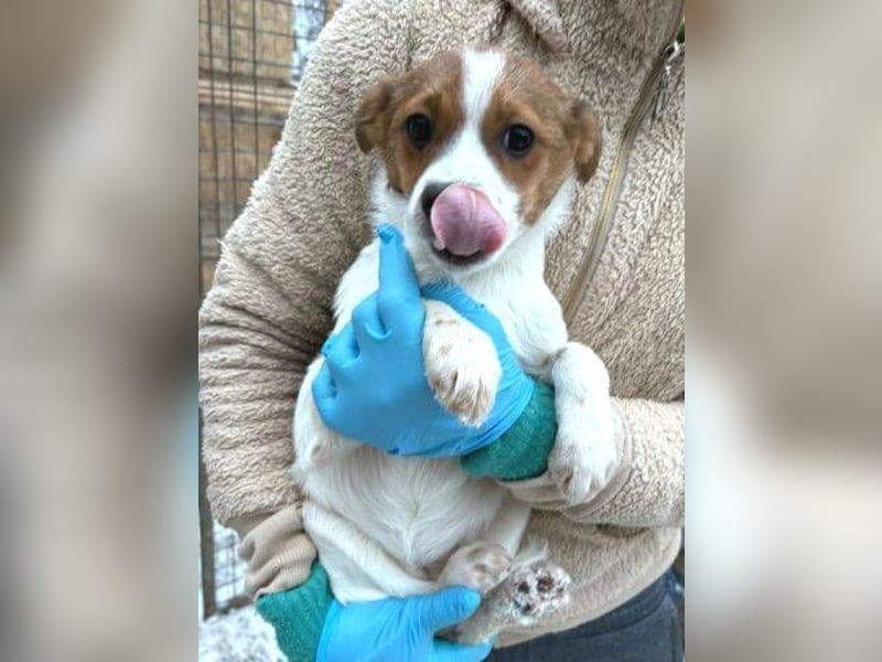 ANGEL,  kleines Hundekind braucht Wärme