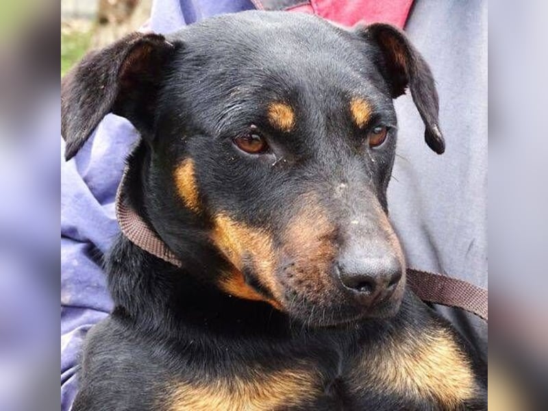 TILLY ist eine ganz entzückende Hündin