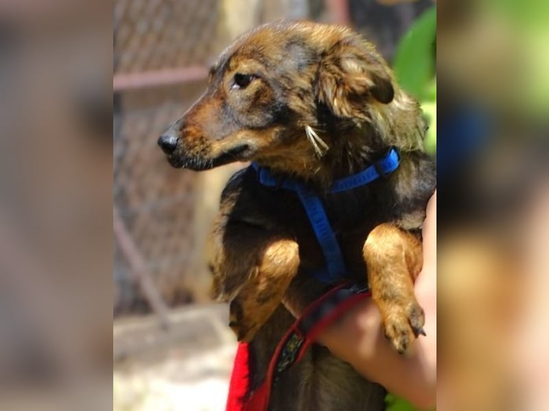 MIMI ist ein niedliches kleines Hundeherzchen