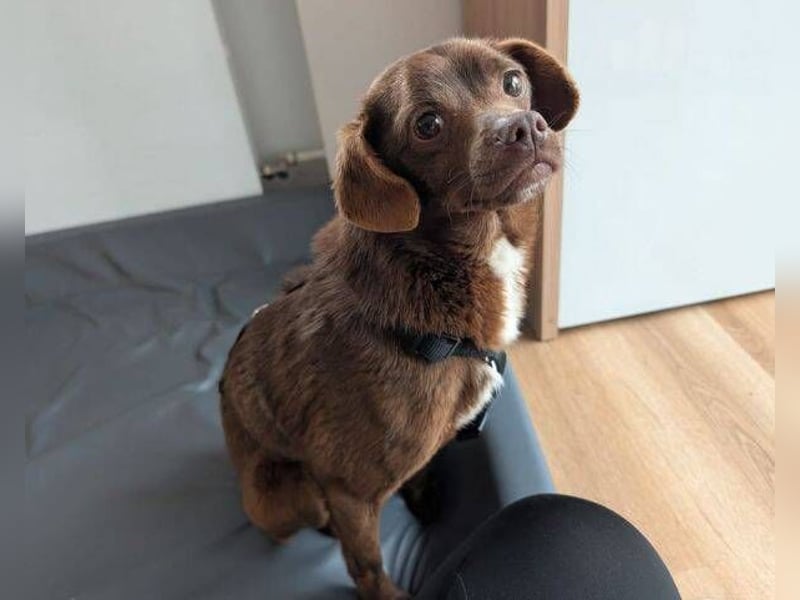 CAPPUCCINO ist auf der Suche nach Liebe 