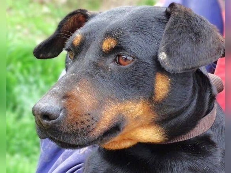 TILLY ist eine ganz entzückende Hündin