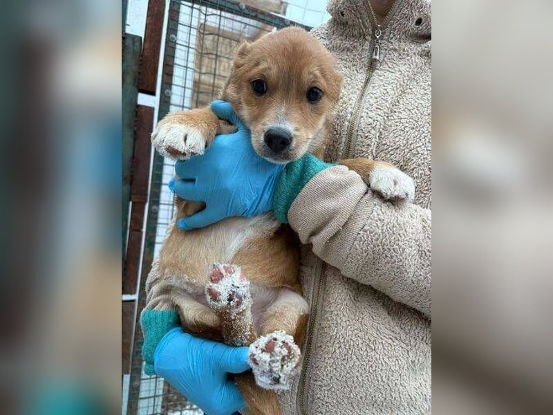 ANGELO braucht ein warmes Körbchen