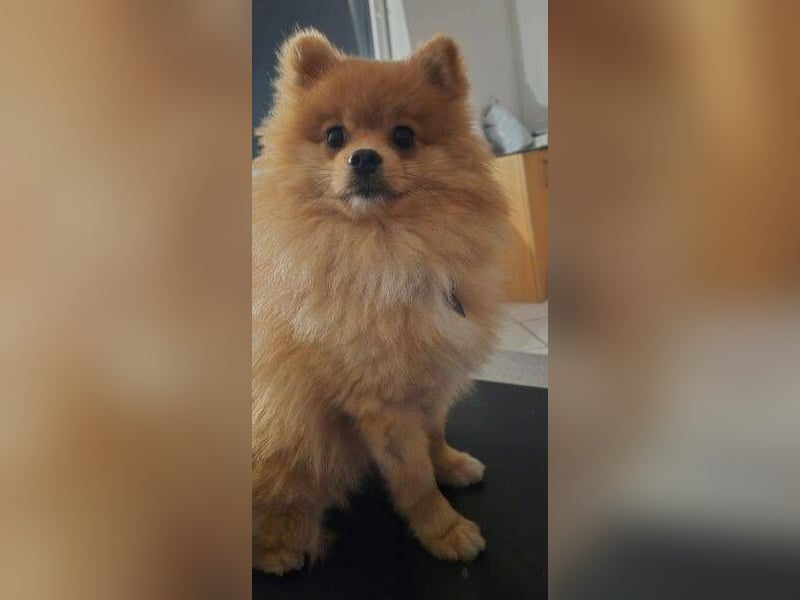 WINNIE Pooh - kleines Flauschbällchen