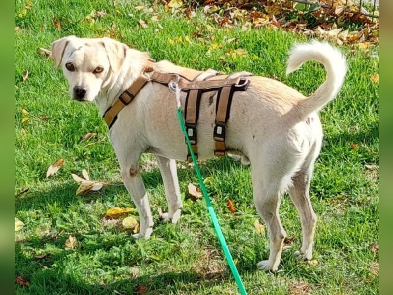 OTTO 3 ist ein freundlicher Hundeschatz