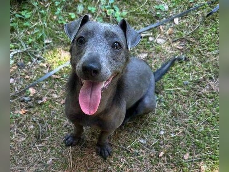 CONNIE ein Hundekind sucht seine Menschen