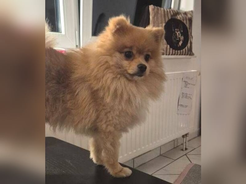 WINNIE Pooh - kleines Flauschbällchen