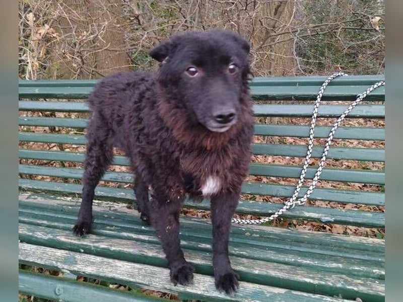 BLACKY 3 ist ein Goldschatz