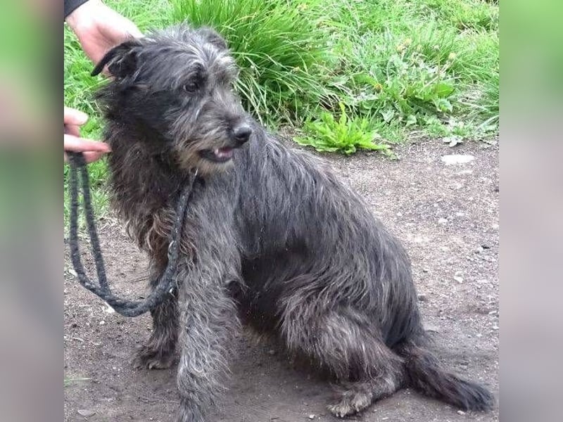 RONNIE fürchtet um sein Leben