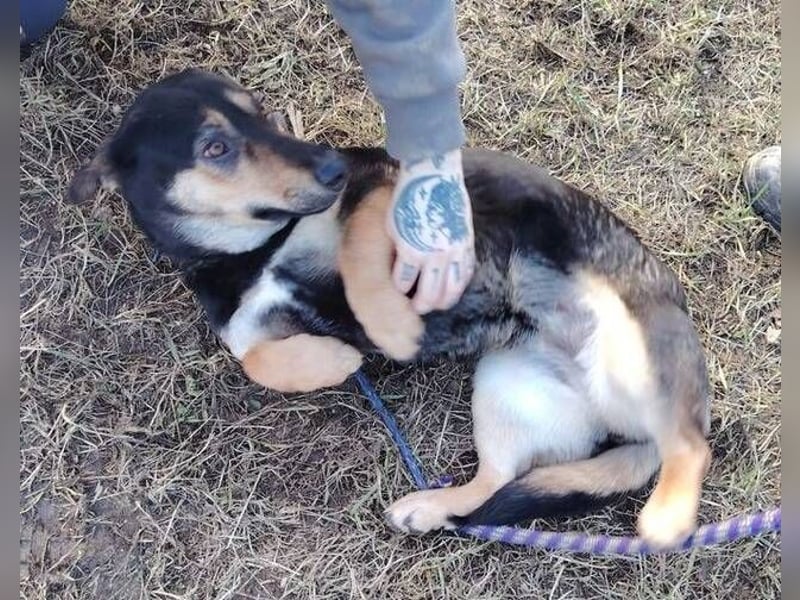 MAVIS braucht dringend Hilfe