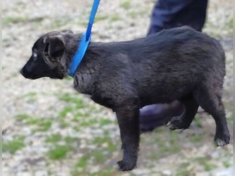 DONNA kleines Hundekind sucht Zuhause