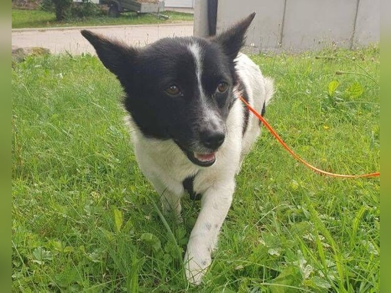 HOSHI hofft auf ein liebevolles Zuhause