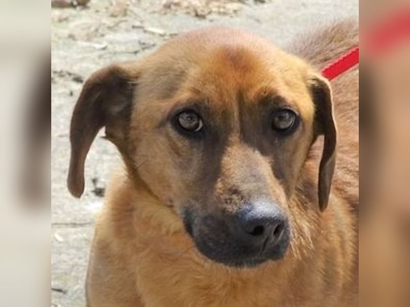 PASHA ist ein kleiner Schatz