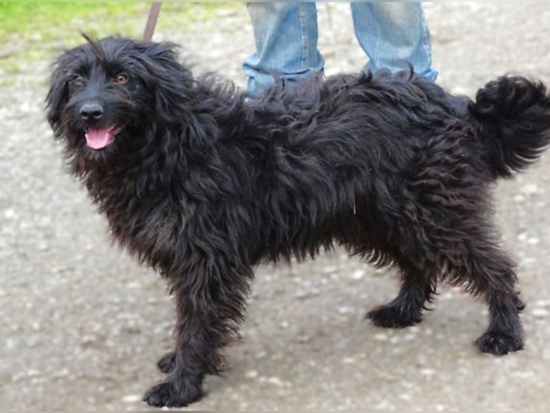 RICKY Ist ein super süßer Hundejunge