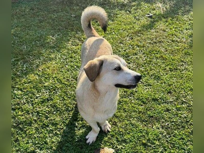 ZEYNA ist eine fürsorgliche Hundedame