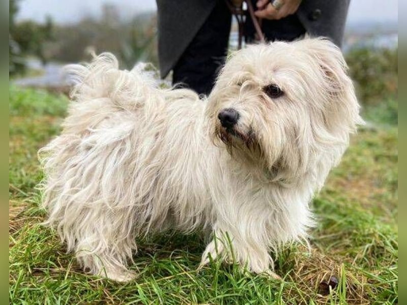 JOEY ist ein süßes Wuschelchen JOEY ist ein süßes Wuschelchen