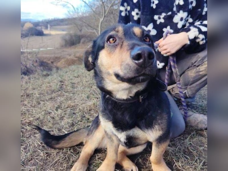 MAVIS braucht dringend Hilfe