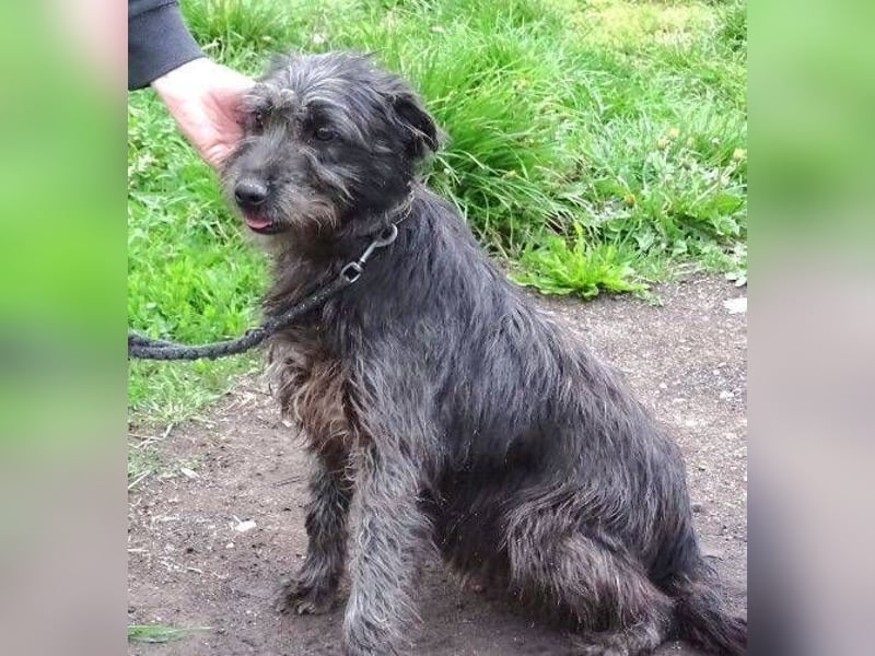 RONNIE fürchtet um sein Leben