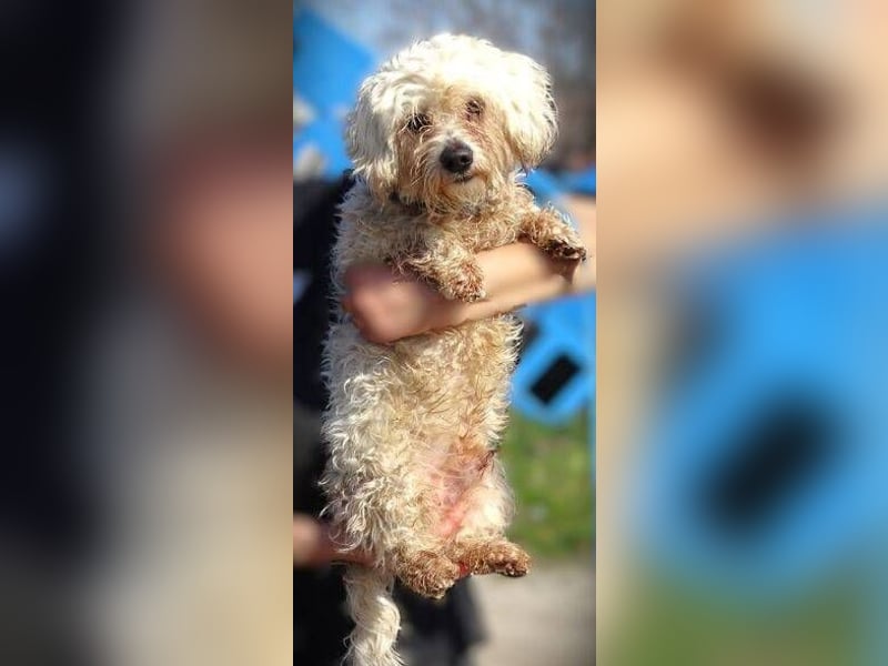 MIKE , wer hilft uns den kleinen zu retten?