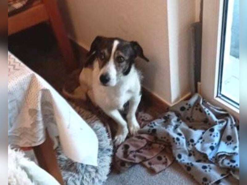 HENRY ist ein ruhiger Junge