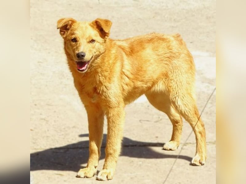 MEGGY ist zuckersüß