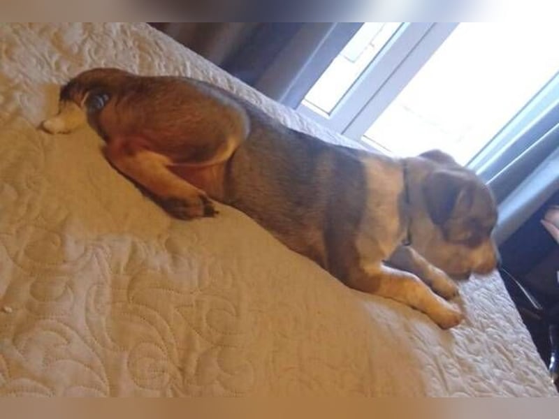 HUGO wurde allein zurück gelassen