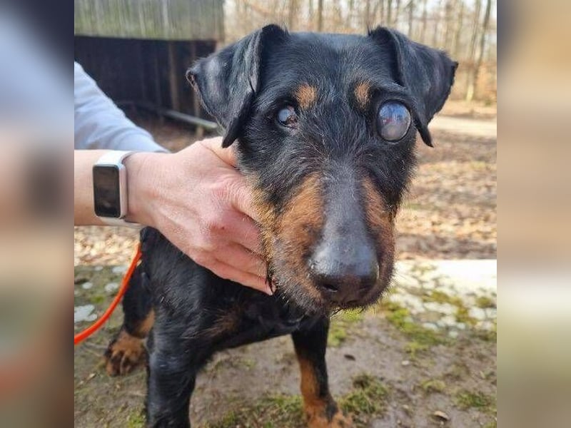 TARA ist eine ganz liebe Hündin